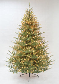 Upswept Douglas Fir Tree 9' Clear